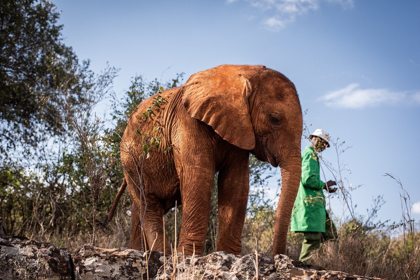 Elephant Orphanage & Giraffe Centre Tour