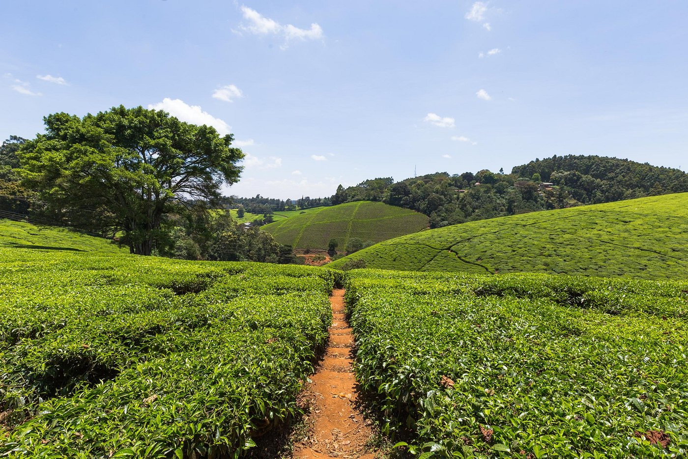 Kiambethu Tea Farm