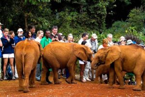 Giraffe Center, Elephant Orphanage, Beads Center & Bomas of Kenya Tour Nairobi