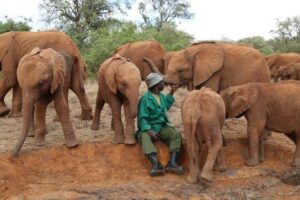 Day tour to David Sheldriks Elephant Orphanage and Karen Blixen Museum